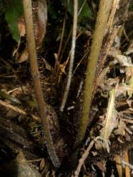 Blechnum deltoides. Hair-like scales borne at the base of the stipes.
 Image: L.R. Perrie © Te Papa CC BY-NC 3.0 NZ